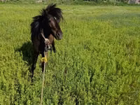 Aygʻir, American shetland pony — 6-rasm