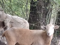 ஆண் ஆடு, Katum sheep — புகைப்படம் 1