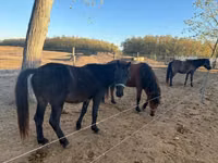 ცხენი, Hucul pony — ფოტო 8