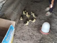 Ducks — zdjęcie 1