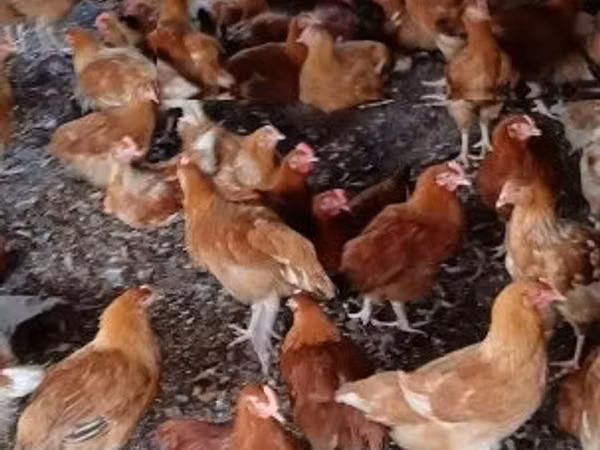 Chickens