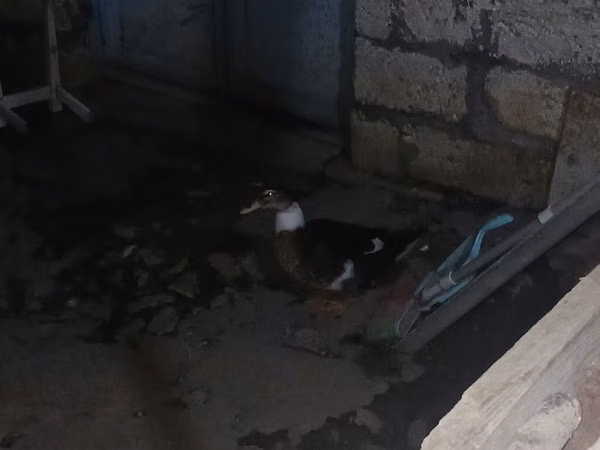 Ducks