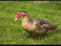 Ducks — foto 2