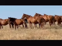 Klisna, Kushum Horse — foto 1