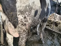 பசு, Russian Black pied cattle — புகைப்படம் 4