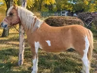 Stute, Shetland Pony — Foto 1