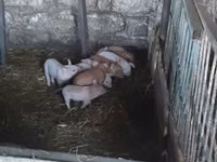 Qaban, Donuzlar — foto 2