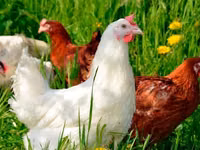 Chickens — foto 4