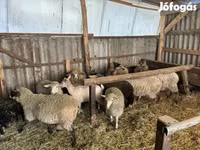 ვერძი, Merino sheep — ფოტო 1