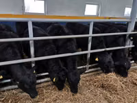 Taureau, Aberdeen-Angus — photo 3