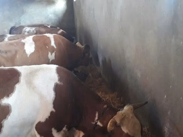 பசு, சிகப்பு-மஞ்சள் இனம்