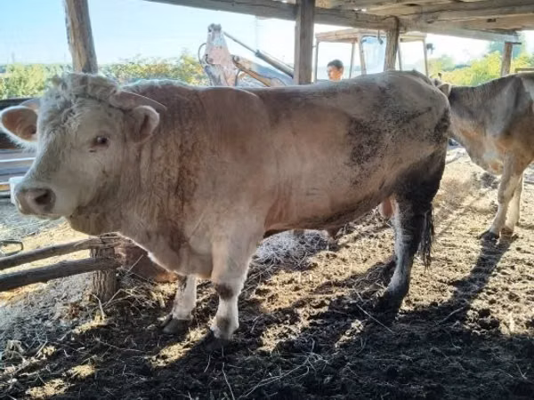 Býk, Charolais cattle