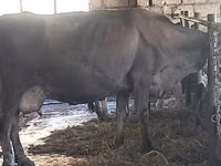 Vaca, Swiss cattle — foto 6
