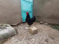 Chickens — Foto 1
