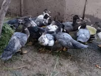 Turkeys — foto 4
