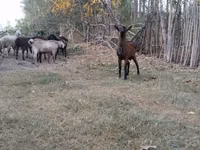 Ziegen (Partie, Geschlecht nicht angegeben), Alpine goat — Foto 5