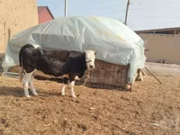 İnek, Simmental cattle — foto 1