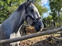母马, Lipizzaner — 照片 1