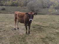 Krowa, Rasa jerseyjska — zdjęcie 3