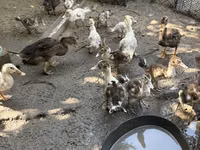 Ducks — फ़ोटो 5