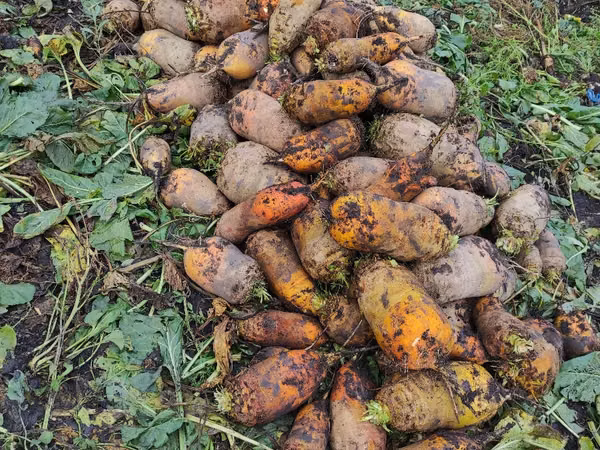Продам кормовую сфеклу