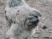 Brahma — foto 3
