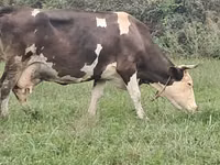 ძროხა, Simmental cattle — ფოტო 2