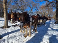雄馬, Pinto horses — 写真 6