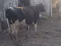 Vache, Yak sauvage — photo 3
