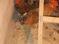 Chickens — الصورة 1