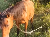 Kobyła, Konie — zdjęcie 5