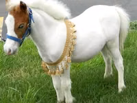 Toychoq, Miniature horse — 4-rasm