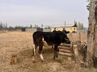 Buğa, Russian Black pied cattle — foto 2