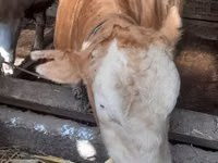 Býk, Simmental cattle — foto 2