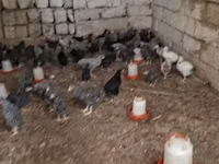 Chickens — Foto 6