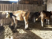 Vache, Swiss cattle — photo 6