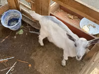 Koza, Fergana goat — zdjęcie 2