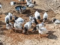 Chickens — zdjęcie 2