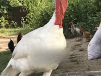 Turkeys — foto 1