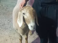 ცხვარი, Rhon sheep — ფოტო 3