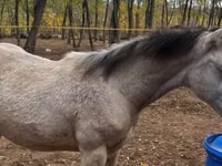 母马, Quarter Horse — 照片 5