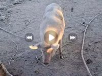 Säue, Schweine — Foto 3