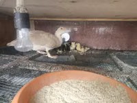 Ducks — foto 1