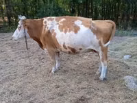 Сиыр, Simmental cattle — 7-сурет