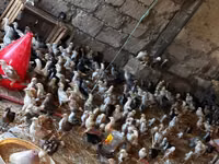 Chickens — Foto 6