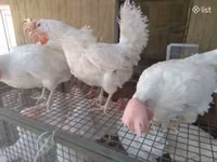 Chickens — zdjęcie 4