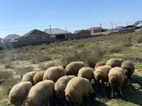 Owca, Owce — zdjęcie 2
