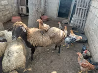 Owca, Owce — zdjęcie 4