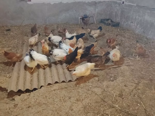 Chickens — أذربيجان