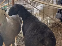 كبش, Blackheaded Persian sheep — الصورة 4